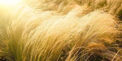風雨中見茅草（外一首）