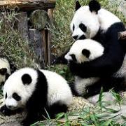 熊貓沒兩樣──長隆野生動物世界偶見