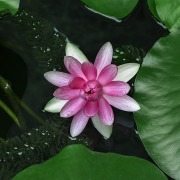 網上紅蓮（外二首）