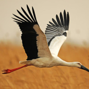 東方的候鳥、蕩秋千