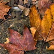 枯葉——寫給春天的信箋、江湖，沒有詩和遠⽅