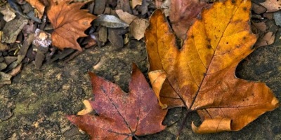 枯葉——寫給春天的信箋、江湖，沒有詩和遠⽅