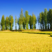 微旭東來、緣起