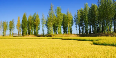 微旭東來、緣起