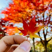 紅葉歌