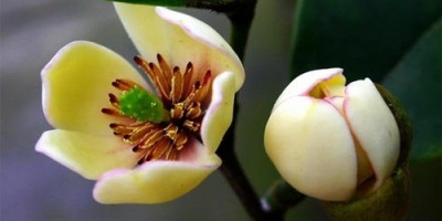 乙巳元日步韶祁元玉（外二首）