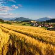 麥田和村莊（外三首）