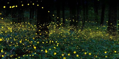 走到潔淨的地方看螢火蟲