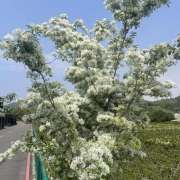 春日午後再見流蘇盛開有作（外二首）