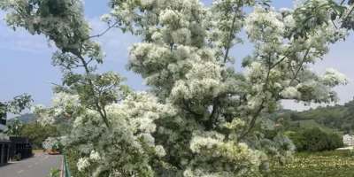 春日午後再見流蘇盛開有作（外二首）