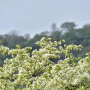 南溟詩社「自然詩賞析及寫作」學員作品選