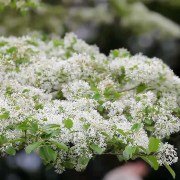 憶曾敏之先生（外一首）