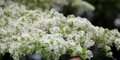 憶曾敏之先生（外一首）