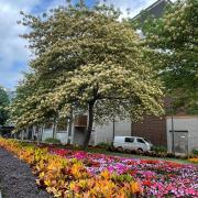 香江歲月——百歲賢婦小傳