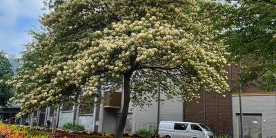 香江歲月——百歲賢婦小傳