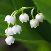 香港青年古典詩創作作品舉隅3