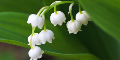 香港青年古典詩創作作品舉隅3