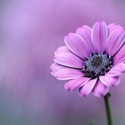 香港青年古典詩創作作品舉隅1