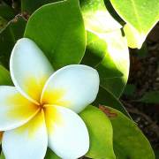 香港青年古典詩創作作品舉隅2