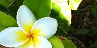 香港青年古典詩創作作品舉隅2