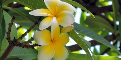 香港青年古典詩創作作品舉隅4