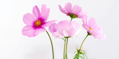 香港青年古典詩創作作品舉隅5