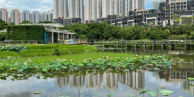 通往盛夏的記憶隧道 ——深秋遊香港濕地公園小記