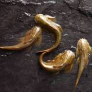 水流很急，你不急於釣魚