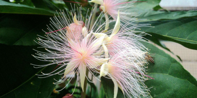 雨後見玉蕊花落（外二首）