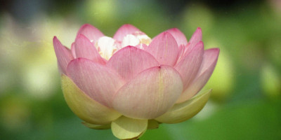 論詩絕句七首，借元遺山句賦之（外一首）