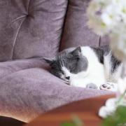 春日午睡、春來