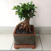 園藝與文學的結晶——評許連進著作《榕樹盆景探索》