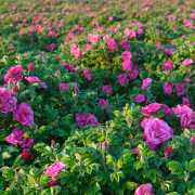 馥郁香氣的邂逅