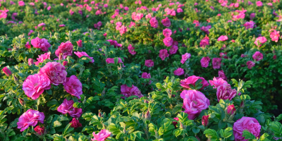 馥郁香氣的邂逅