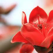 卜算子．詠木棉、香江感懷