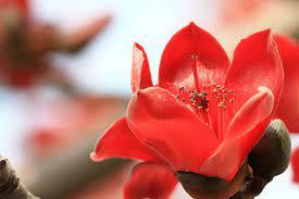 卜算子．詠木棉、香江感懷