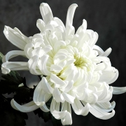 懷念祖父祖母，衍為長句