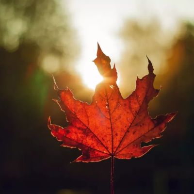 卷首語：懷念的人  如詩的骨血