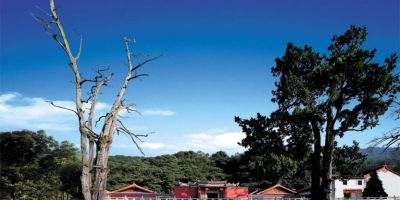 生死樹，生死力量的完美詮釋