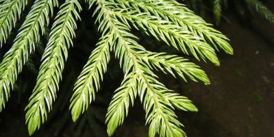 昇起在蒼松翠柏間的眼眸──致母親