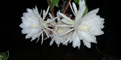 向死而生的生命戀歌