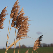 《香港作家》網絡版以《生與死》徵稿，因念父母有作