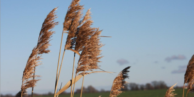 《香港作家》網絡版以《生與死》徵稿，因念父母有作