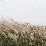 美瑛女史作詩感悼文華先師仙逝五周年余敬步元玉（外二首）