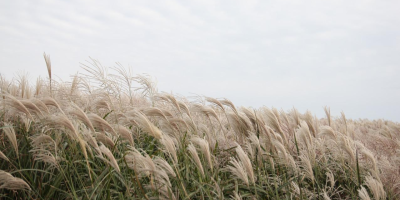 美瑛女史作詩感悼文華先師仙逝五周年余敬步元玉（外二首）