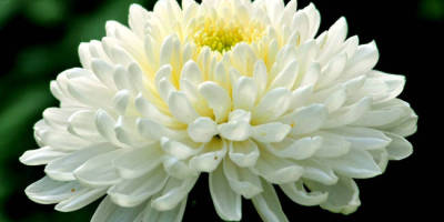 一次偶然（外三首）