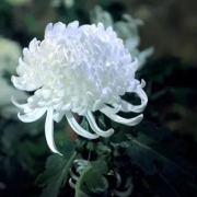 悼大埔宏福苑火災殉職消防員何偉豪（外三首）