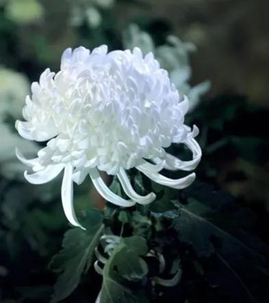 悼大埔宏福苑火災殉職消防員何偉豪（外三首）