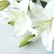 歲月留痕．馬國謁父墳