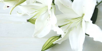 歲月留痕．馬國謁父墳